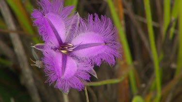 Esperance Flora Scenic