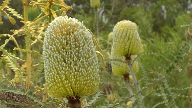 Esperance Flora Scenic