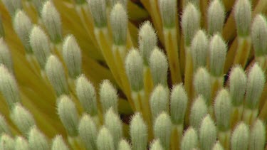 Esperance Flora Scenic