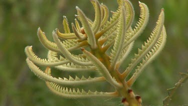 Esperance Flora Scenic