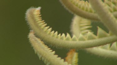 Esperance Flora Scenic