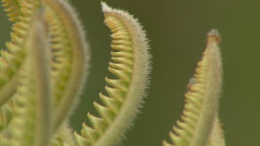 Esperance Flora Scenic