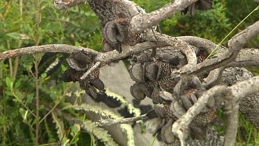 Esperance Flora Scenic