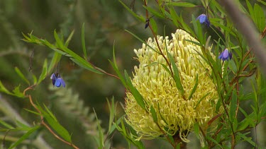 Esperance Flora Scenic