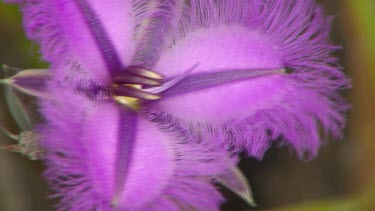 Esperance Flora Scenic