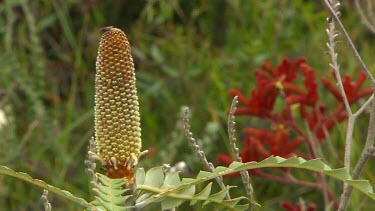 Esperance Flora Scenic