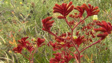 Esperance Flora Scenic