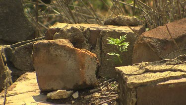 Oil Shale Works Ruins