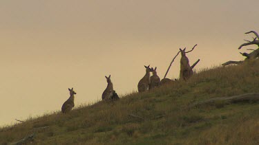 Western Grey Kangaroo