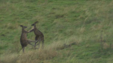 Western Grey Kangaroo