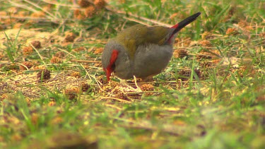 Red Browed Finch