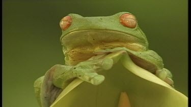 Green Tree Frogs on leaf & Branches