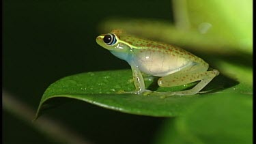 Frogs in Rainforest