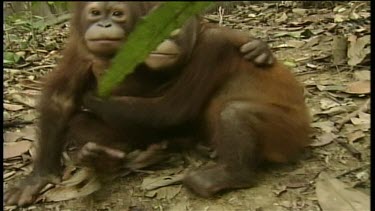 Orangutans cuddling together
