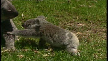 Koala with baby walking