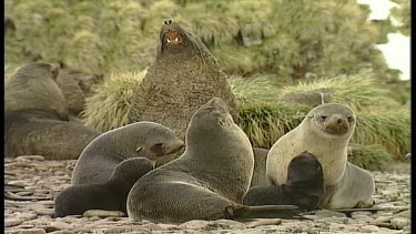 Fur Seals with pups on beach
