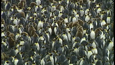 King Penguin Rookerie