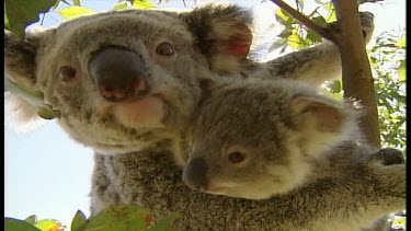 Mother Koala with baby