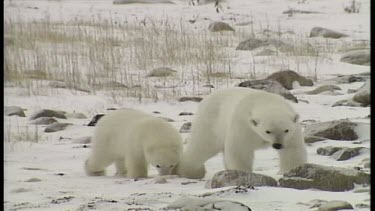 Polar Bear Family Together