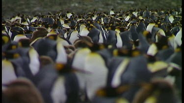 King Penguin Rookerie