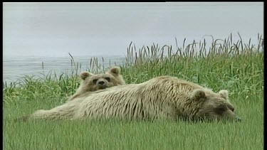 Grizzly Bears sleeping
