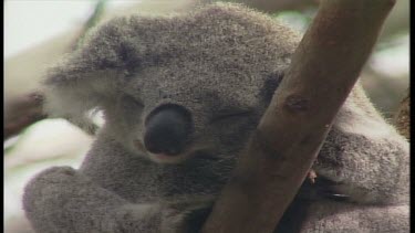 Koalas sleeping in trees