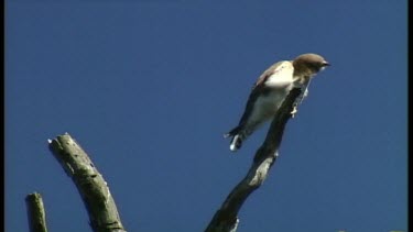 Birds nesting, eating & Flying