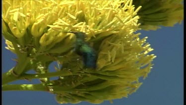 Humming birds feeding on flowers