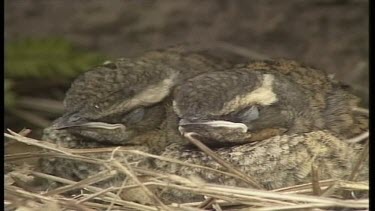 Birds nesting, eating & Flying