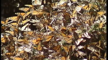 Monarch Butterflies on Trees