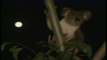Koalas eating at night