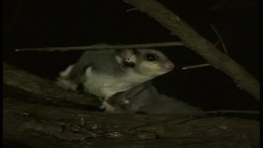 Sugar Glider eating at night