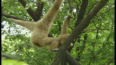 Gibbons swinging through trees