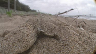 Lone turtle hatchling making its way across beach to sea.