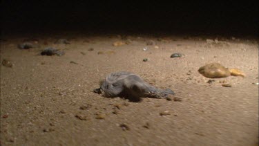 Turtle hatchling at night making its way to the ocean.
