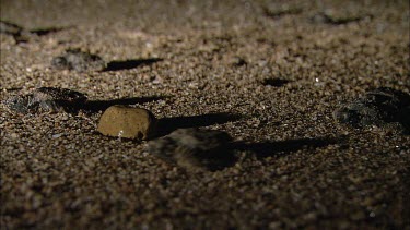 Loggerhead turtle hatchlings at night make their way over pebble beach