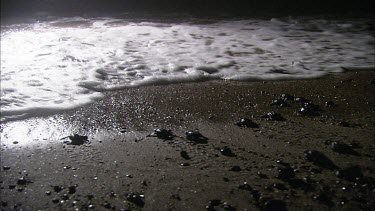 Loggerhead turtle hatchlings at night enter surf