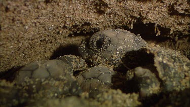 Loggerhead turtle hatchlings in nest. Hatching Variety of shots. Interior of nest