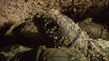 Loggerhead turtle hatchlings in nest. Hatching. Interior of nest