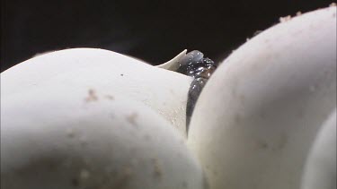 Turtles hatching from round white eggs. Shot in laboratory
