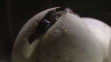 Turtles hatching from round white eggs. Shot in laboratory.