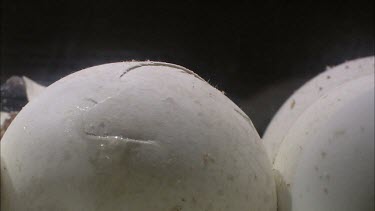 Turtles hatching from round white eggs. Shot in laboratory.