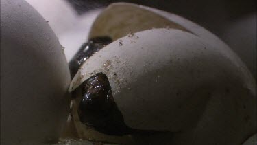 Turtles hatching from round white eggs. Shot in laboratory. Looks like an alien.