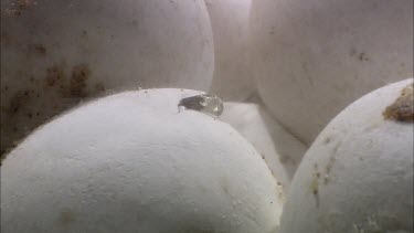 Turtles hatching from round white eggs. Shot in laboratory.  Droplets of fluid being pushed out of egg by hatching turtle.