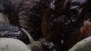 Turtles hatching from round white eggs. Shot in laboratory. Variety of shots.