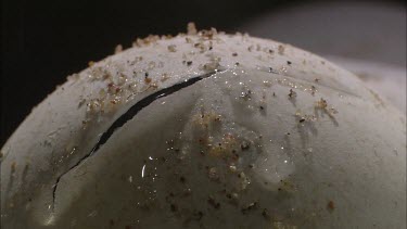 Turtle hatching from soft round white egg. Crack or rather tear in egg