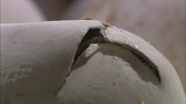 Turtle hatching from soft round white egg. Crack or rather tear in egg