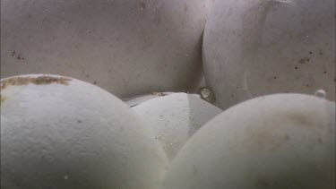 Clutch of turtle eggs. Soft round and white.