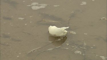 Torn remnants of turtle egg from turtle that has already hatched. Floating like a little boat.