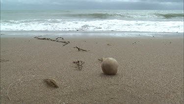 Lone white turtle egg stranded on beach. Gets washed away by a wave.